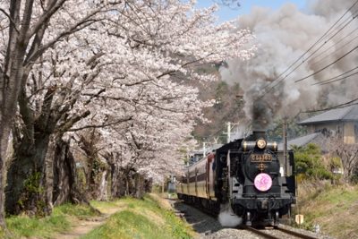 桜の中を走るＳＬパレオエクスプレス