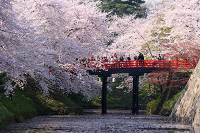 弘前公園の桜