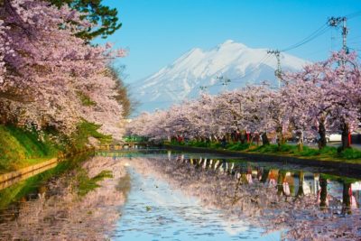 桜と岩木山