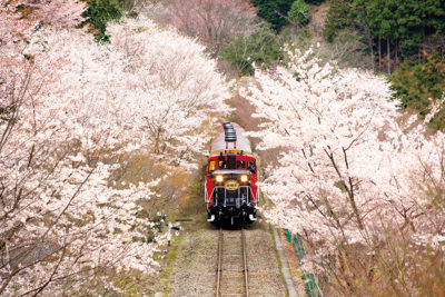 トロッコ亀岡駅手前の桜のトンネル
