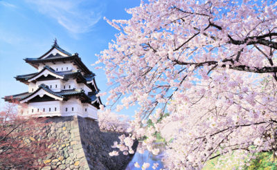 桜と弘前城