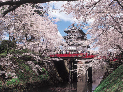弘前の桜