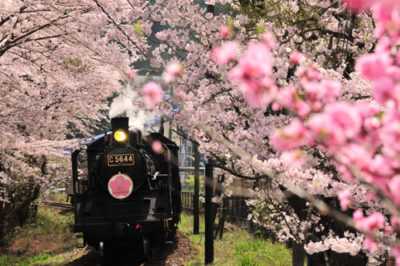 大井川鐵道　家山の桜トンネル2