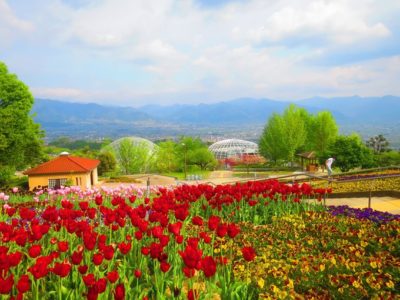 笛吹川フルーツ公園内のお花