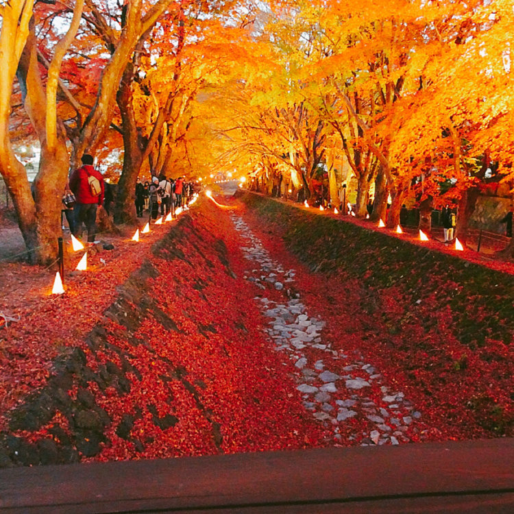 もみじ回廊の秋の景色