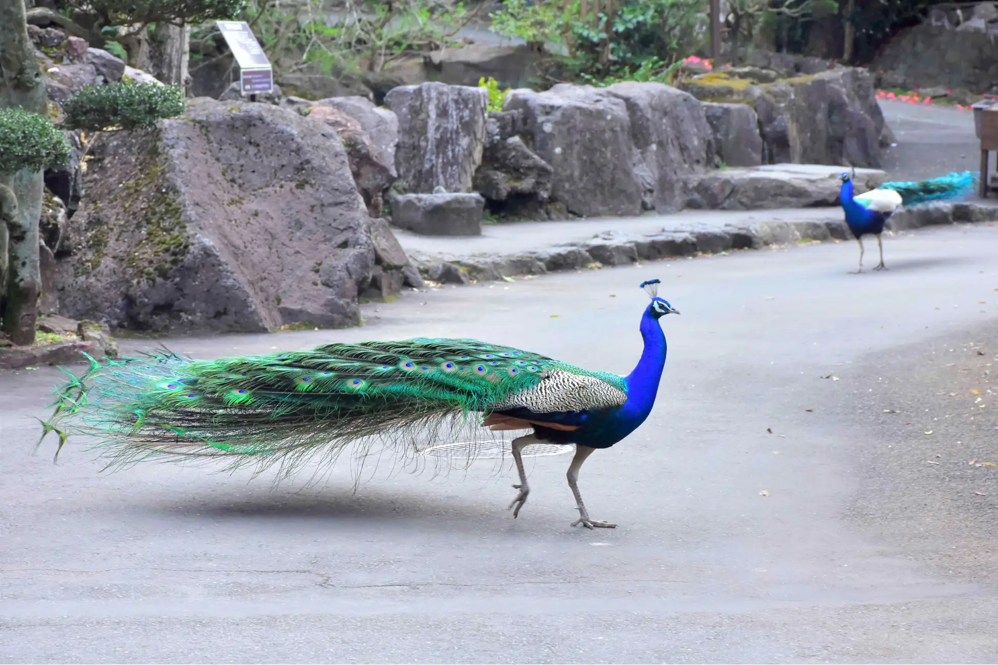 伊豆シャボテン動物公園　孔雀