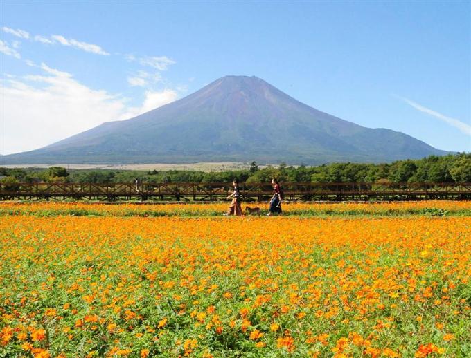 山中湖の花の都公園ノキバナコスモス