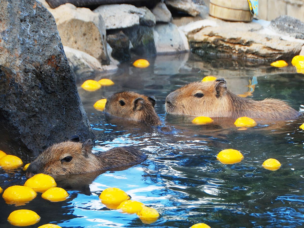 伊豆シャボテン動物公園　カピバラの露天風呂