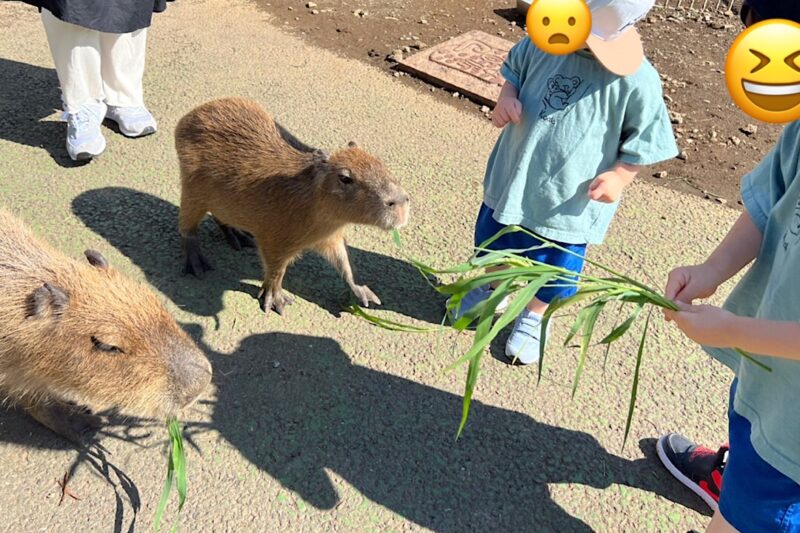 伊豆シャボテン動物公園