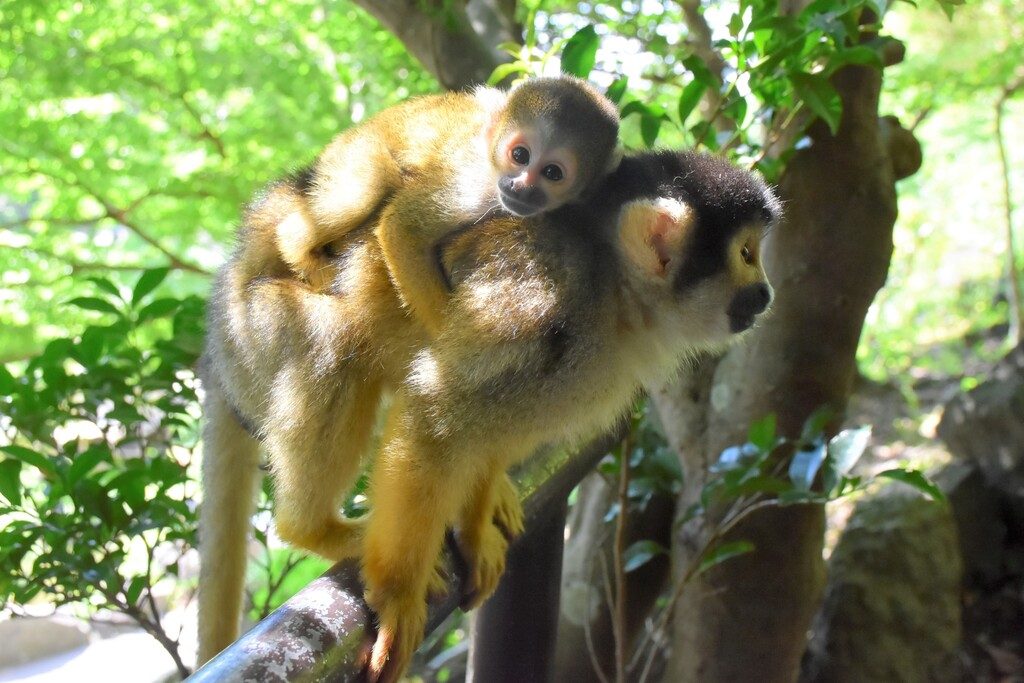 伊豆シャボテン動物公園　リスザル