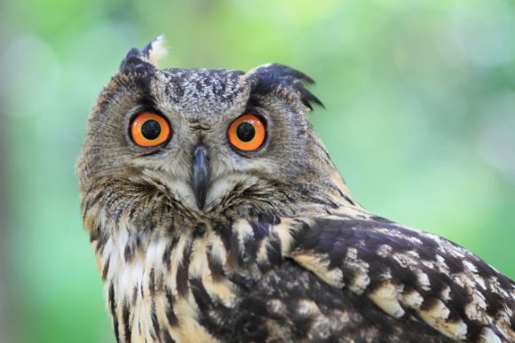 伊豆シャボテン動物公園　フクロウ