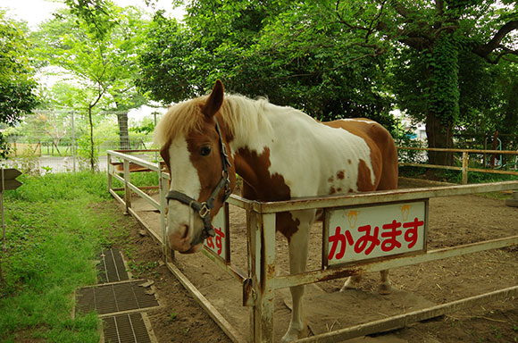 清水公園 ポニー牧場
