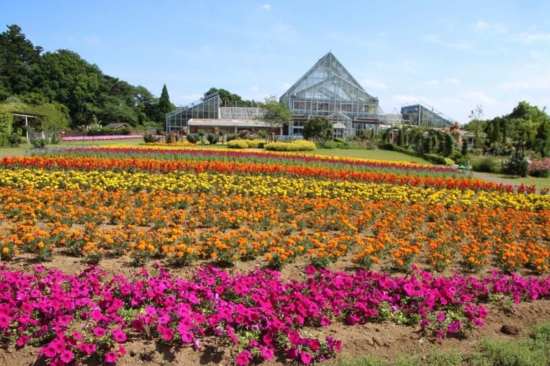 清水公園 花ファンタジア
