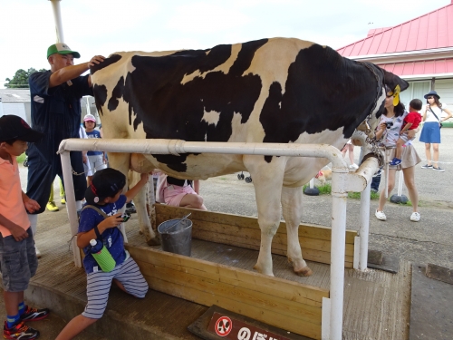 マザー牧場の乳牛の手搾り体験