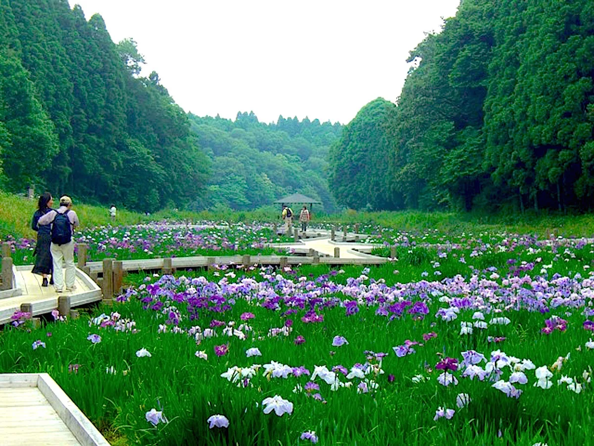 昭和の森 千葉　アジサイや花菖蒲