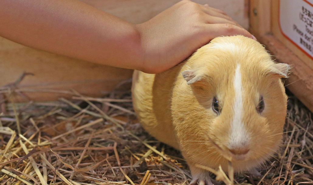 マザー牧場の小動物のふれあい広場